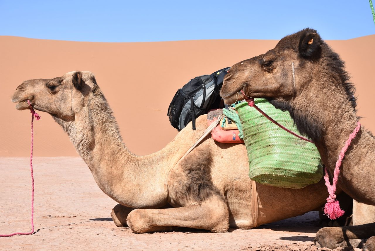 Home Two dromedary camels resting with packs in the Sahara Desert, Morocco.