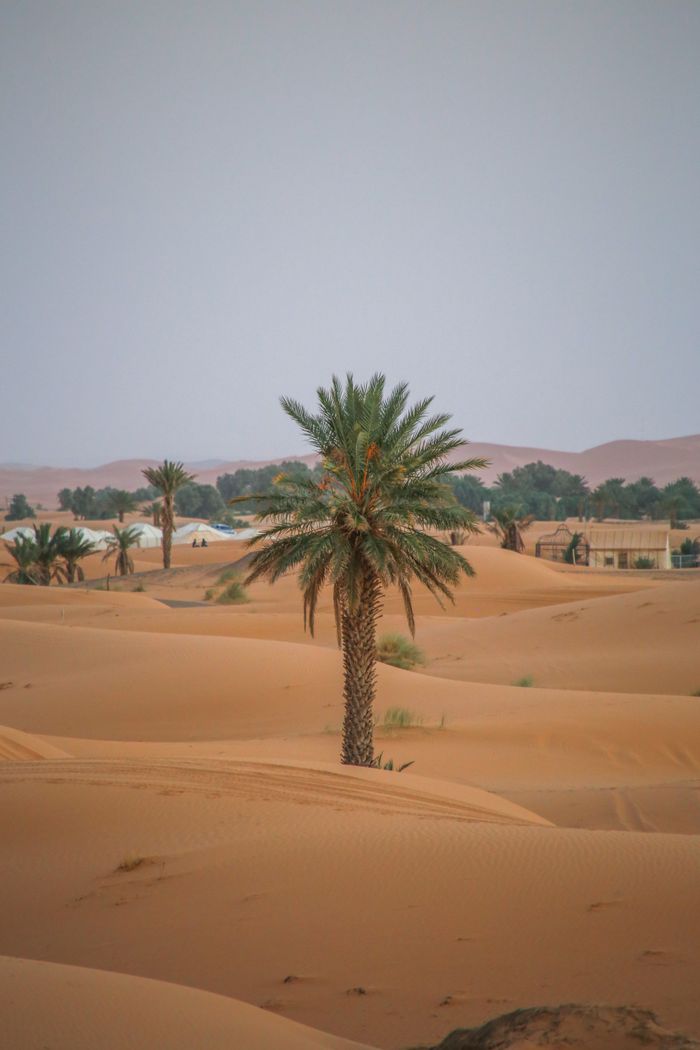 Services Serene view of a solitary palm tree amid the dunes of Erg Chebbi, Morocco.